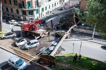 Liceo Giulio Cesare (Roma): cade pino davanti alla scuola, nessun ferito